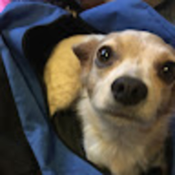 Meet your Posher, Aurelia - Picture 1 of 1